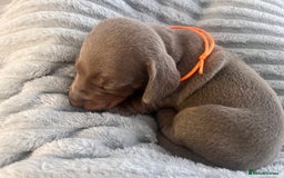 Miniature Dachshund dogs for sale: 🖤🐶Beautiful Miniature Dachshund Puppies🖤🐶!! - Image 27
