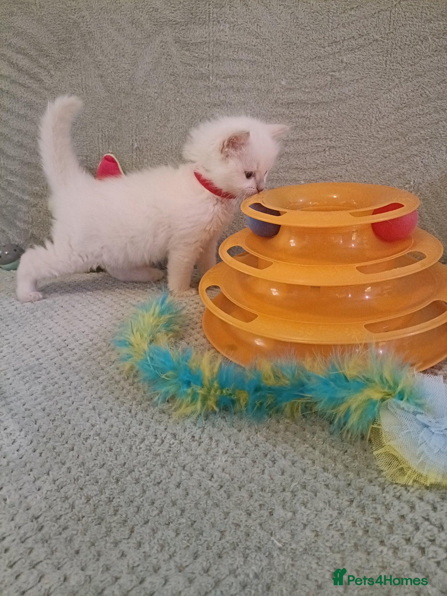 Ragdoll cats for sale: Beautiful  fawn point girl and boy - Advert 1