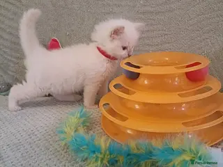 Ragdoll cats for sale: Beautiful fawn point girl and boy - Advert 1