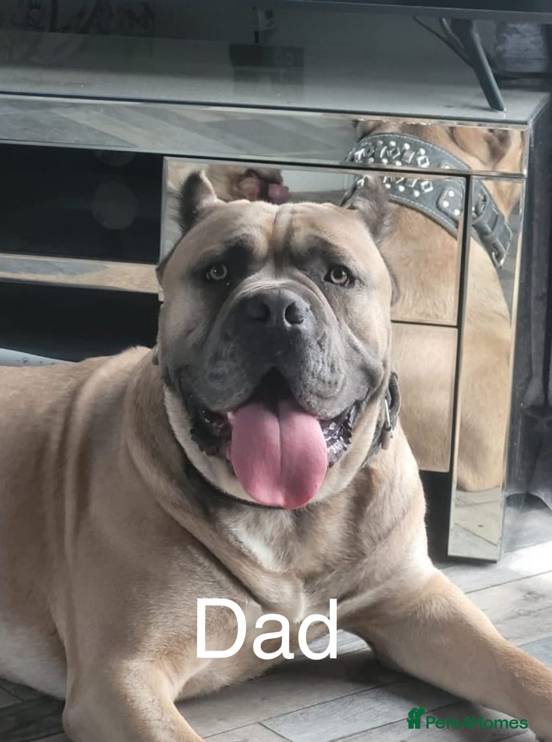 Mixed Breed dogs for sale: Cane Corso mix breed - Image 4