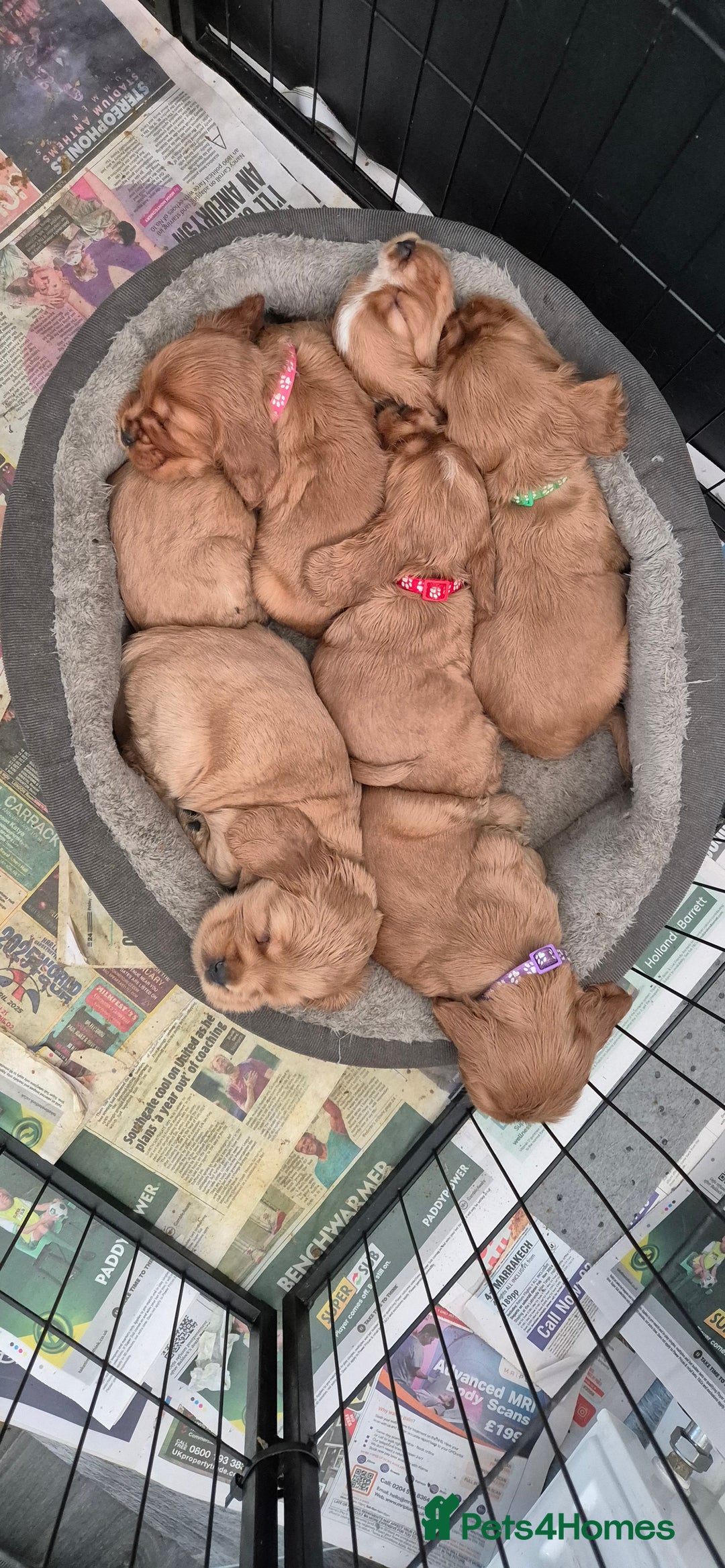 Cocker Spaniel dogs for sale: SUPERB SHOW TYPE COCKER SPANIEL PUPPIES  - Image 11