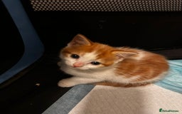 Domestic Shorthair cats for sale: Kittens for sale  - Image 3