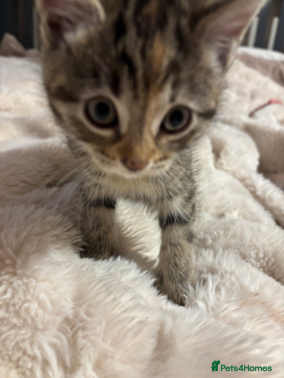 British Longhair cats for sale: 3 beautiful kittens left  - Advert 4