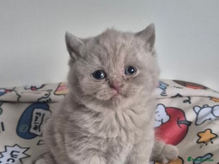 British Shorthair cats **Stunning TICA Registered Kittens** - Advert 17