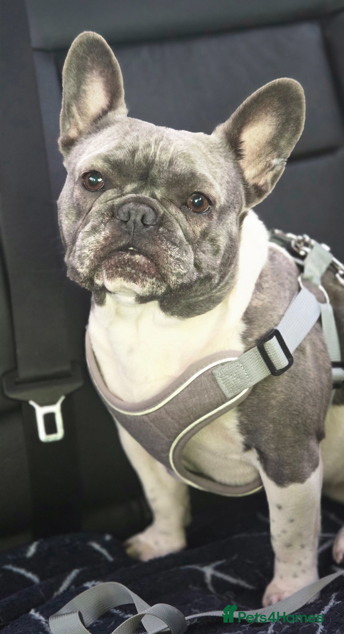 French Bulldog dogs for sale: French bulldogs - Advert 1