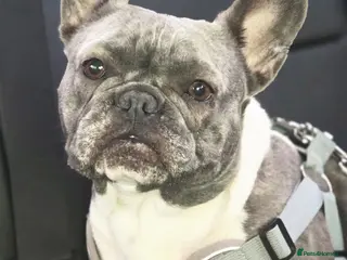 French Bulldog dogs French bulldogs - Advert 4