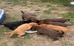 Cockerdor dogs for sale: One boy cockerdor puppy-Ready to go this weekend  - Image 4