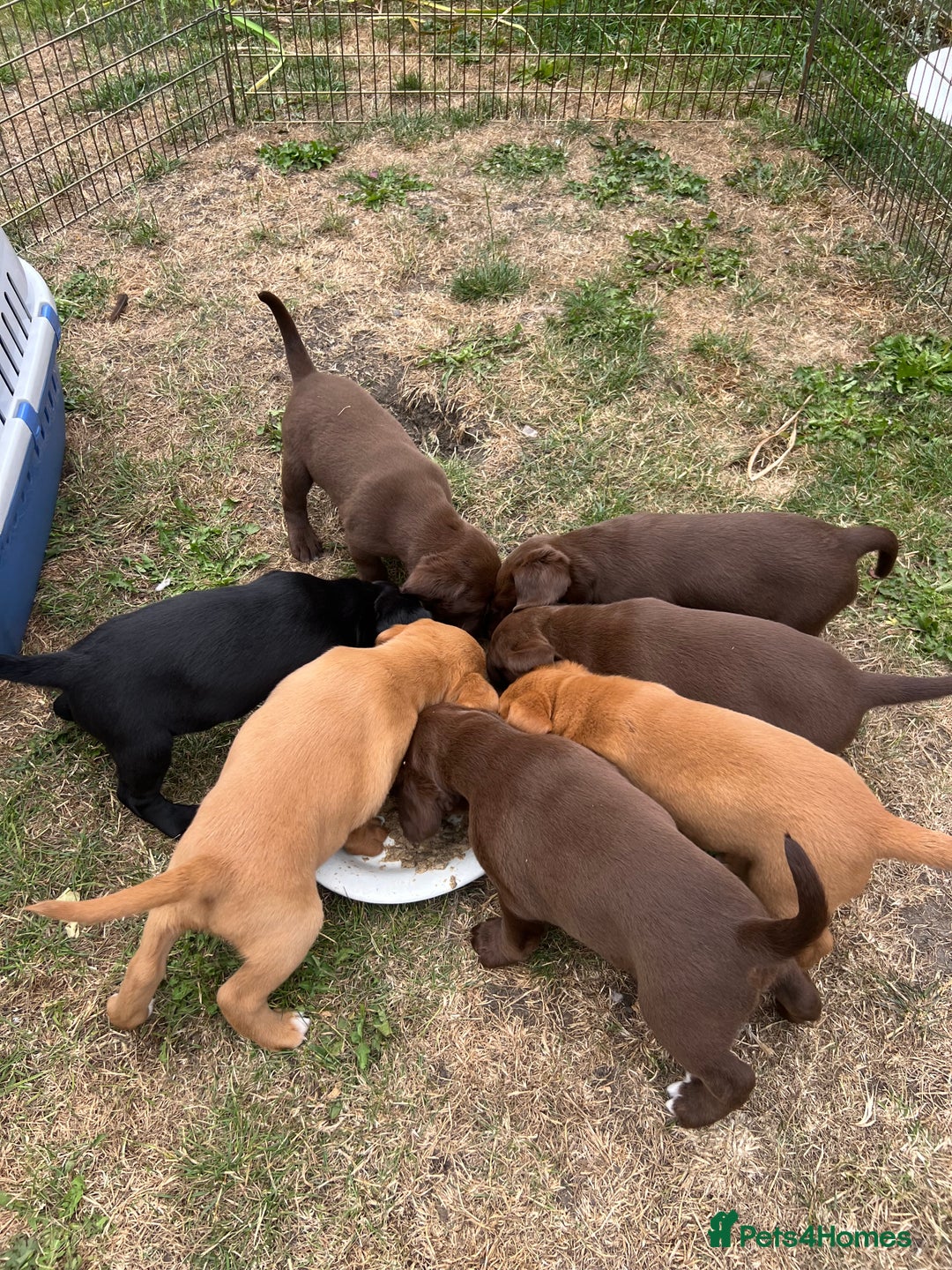 Cockerdor dogs for sale: One boy cockerdor puppy-Ready to go this weekend  - Image 4