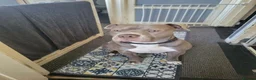 Mixed Breed dogs for sale: Jackie - Advert 4