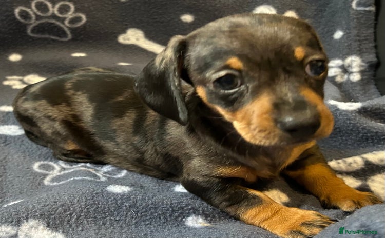 Miniature Dachshund dogs - Advert 5