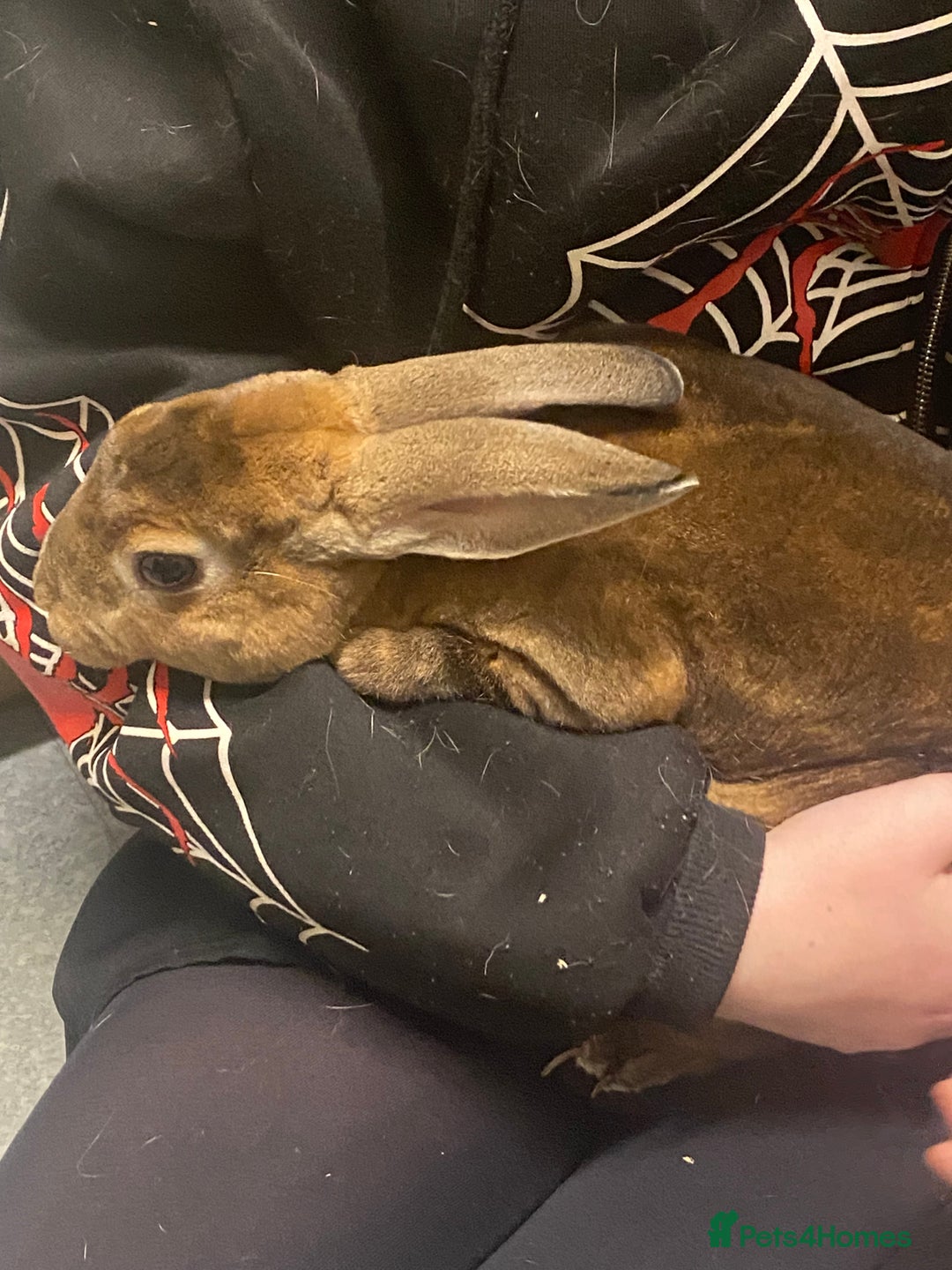 Rex rabbits for sale: Rex/mini rex Rabbits for sale - Image 2