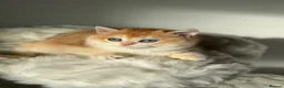 British Shorthair cats for sale: British Shorthair or Longhair golden kittens  - Advert 11