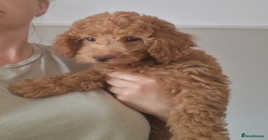 Labradoodle dogs - Advert 1