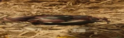 Mouse rodents for sale: beautiful friendly mice - Advert 3