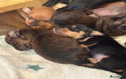 Dachshund dogs for sale: Sausage dog puppies for sale! - Image 1