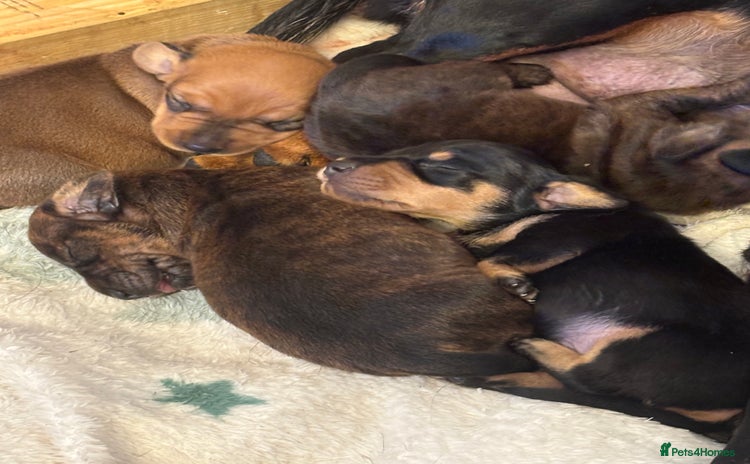 Dachshund dogs - Advert 1