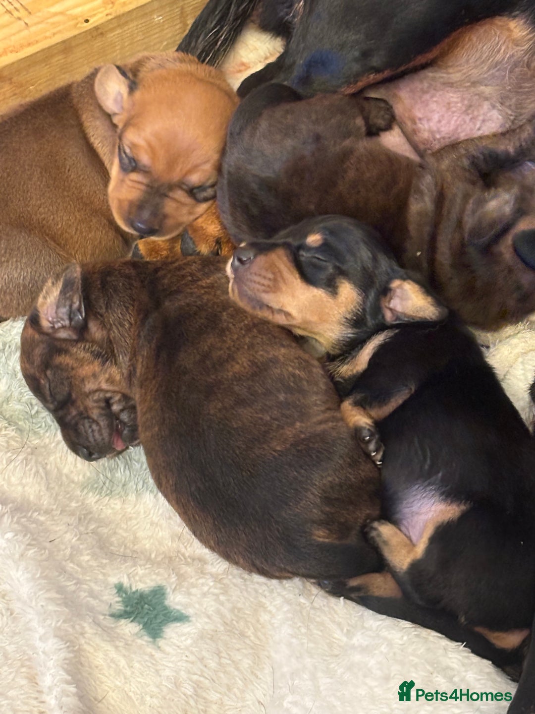 Dachshund dogs for sale: Sausage dog puppies for sale! - Image 1