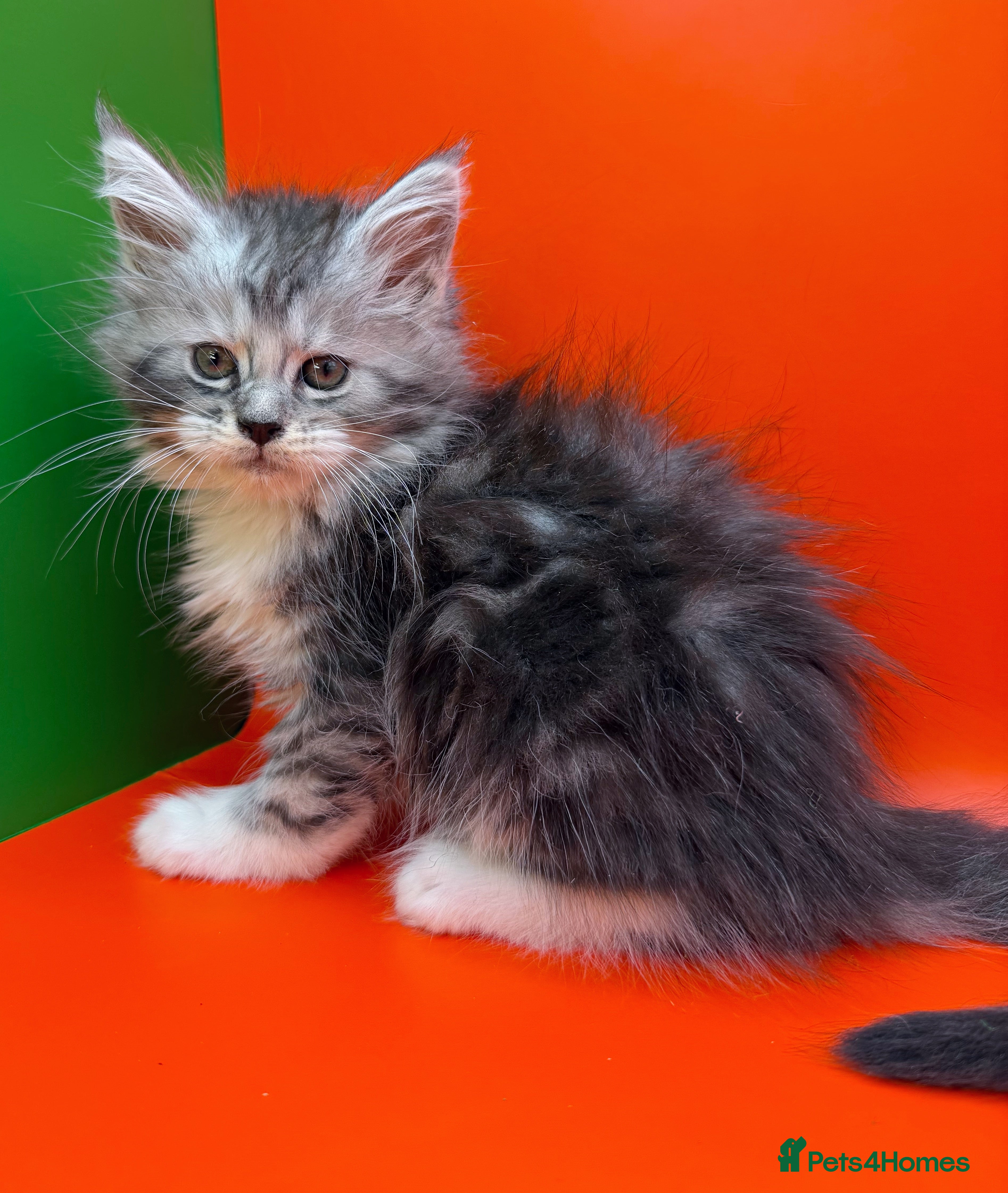 Maine Coon cats Maine Coons with Tests, Papers, Vet Checks & Vacc. - Advert 2