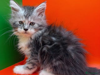 Maine Coon cats Maine Coons with Tests, Papers, Vet Checks & Vacc. - Advert 3