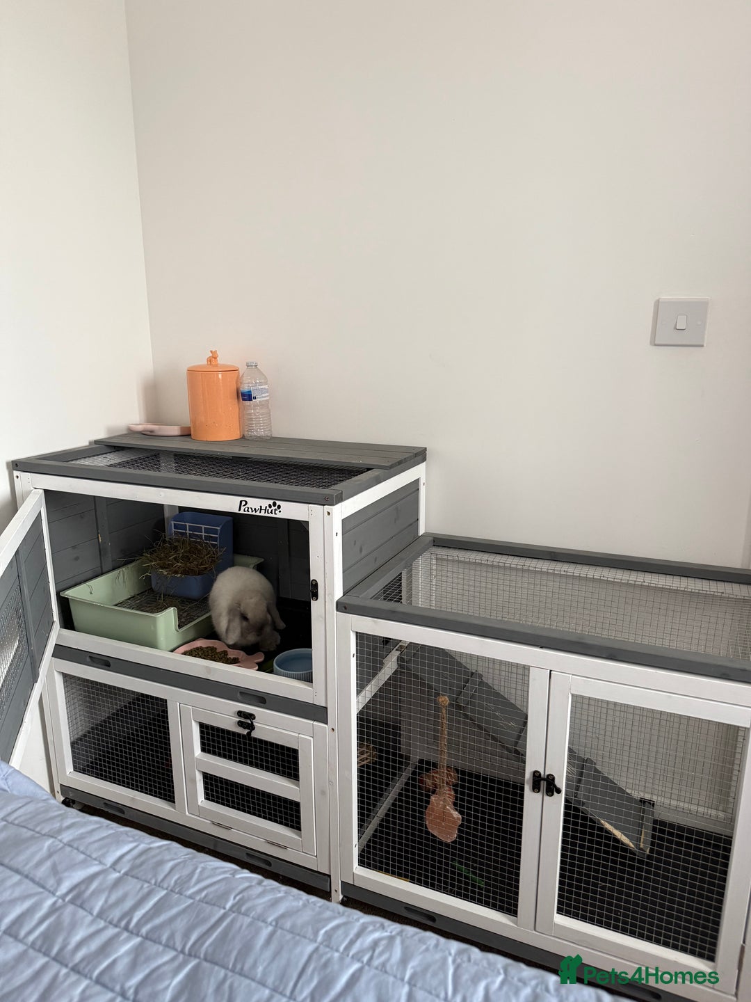 Mini Lop rabbits for sale: Beautiful Mini Lop Bunny - Image 12