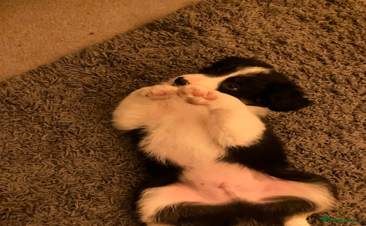 Border Collie dogs *1 LEFT* Beautiful Tri-colour border collies - Advert 10