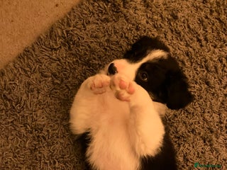 Border Collie dogs *1 LEFT* Beautiful Tri-colour border collies - Advert 3