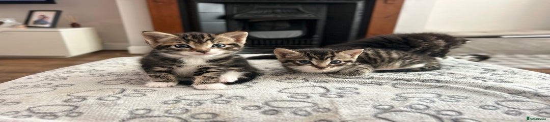 Mixed Breed Kitten 2