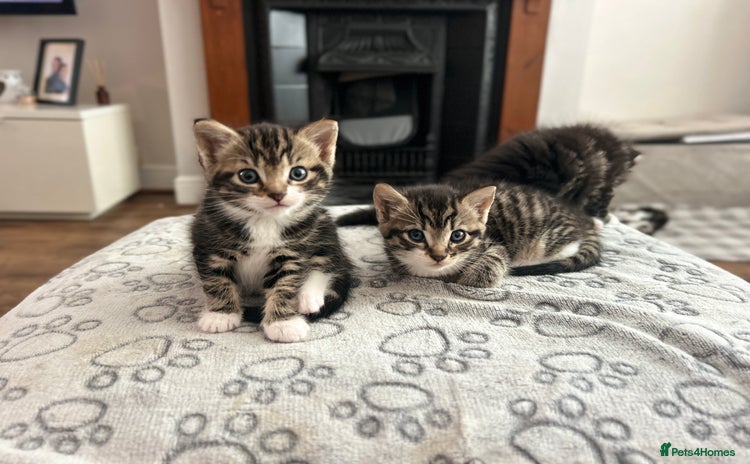 Mixed Breed cats - Advert 6