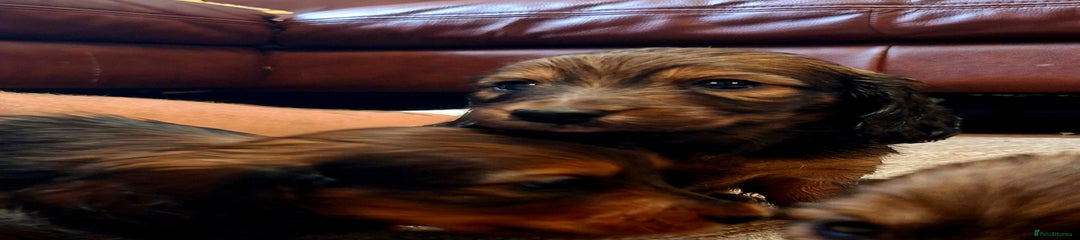 Miniature Dachshund Puppy 1