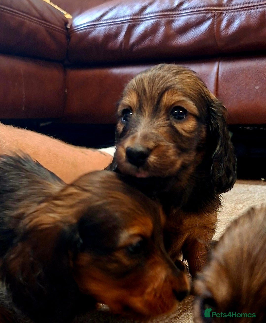 Miniature Dachshund dogs for sale: Miniature Long Dachshund Puppies  - Image 3