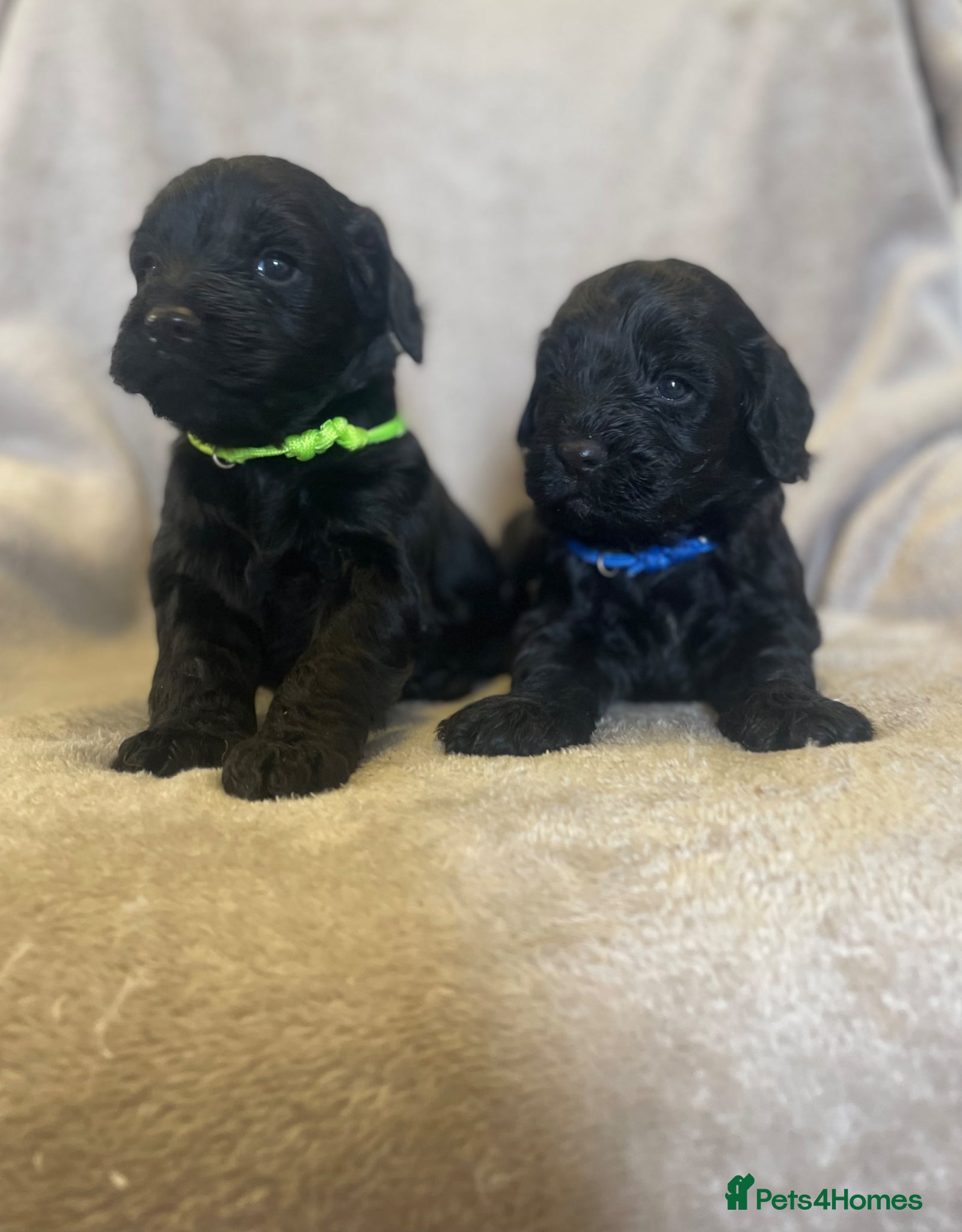 Cockapoo dogs Beautiful F1 cockapoos now taking viewings - Advert 1