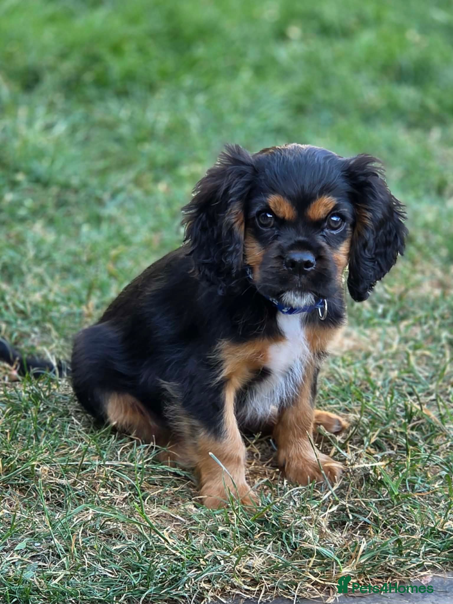 Cavalier King Charles Spaniel dogs Beautiful cavalier king charles puppies  - Advert 4
