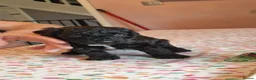 Cockapoo dogs for sale: Beautiful miniature/toy cockerpoos  - Advert 8