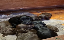 Cocker Spaniel dogs for sale: Working cocker spaniel  - Image 12