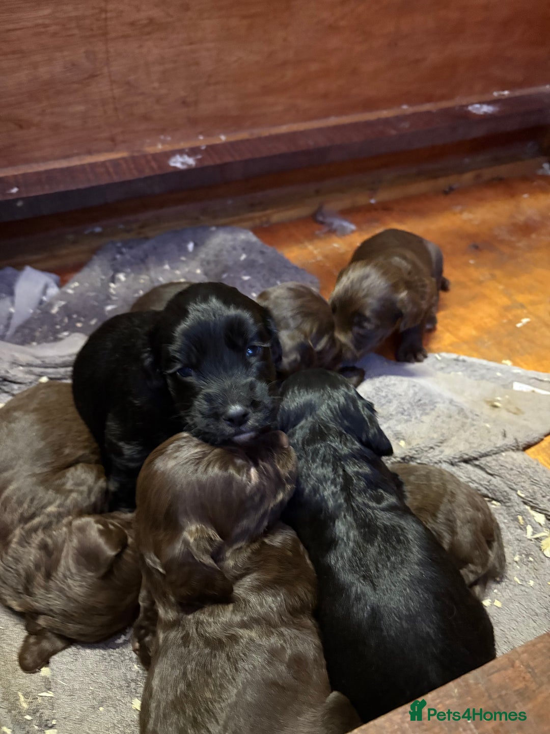Cocker Spaniel dogs for sale: Working cocker spaniel  - Image 12