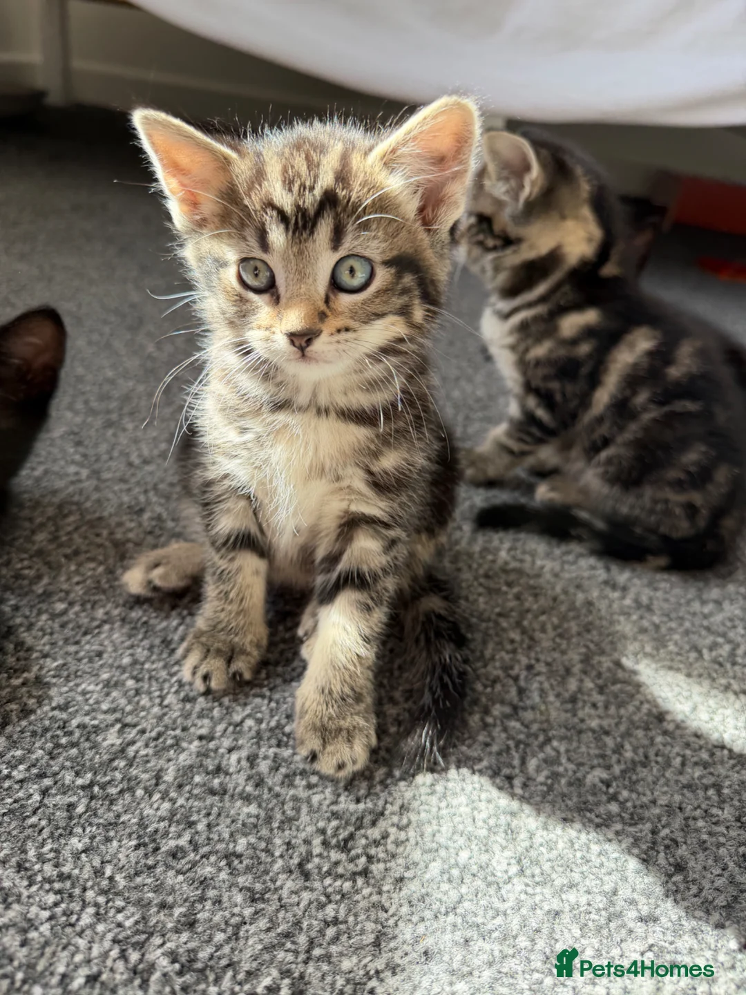Mixed Breed cats for sale: 🐾 Beautiful Tabby Girl Kitten Available Again 🐾  - Advert 4