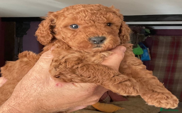 Cockapoo dogs - Advert 5