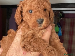 Cockapoo dogs for sale: COCKAPOO PUPS ( miniature x cockapoo ) ReadyDec 4 - Advert 1