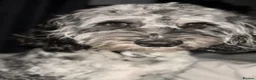 Cockapoo dogs for stud: F1 Blue Merle cockapoo **PROVEN** **CHAMPION BLOOD - Advert 24