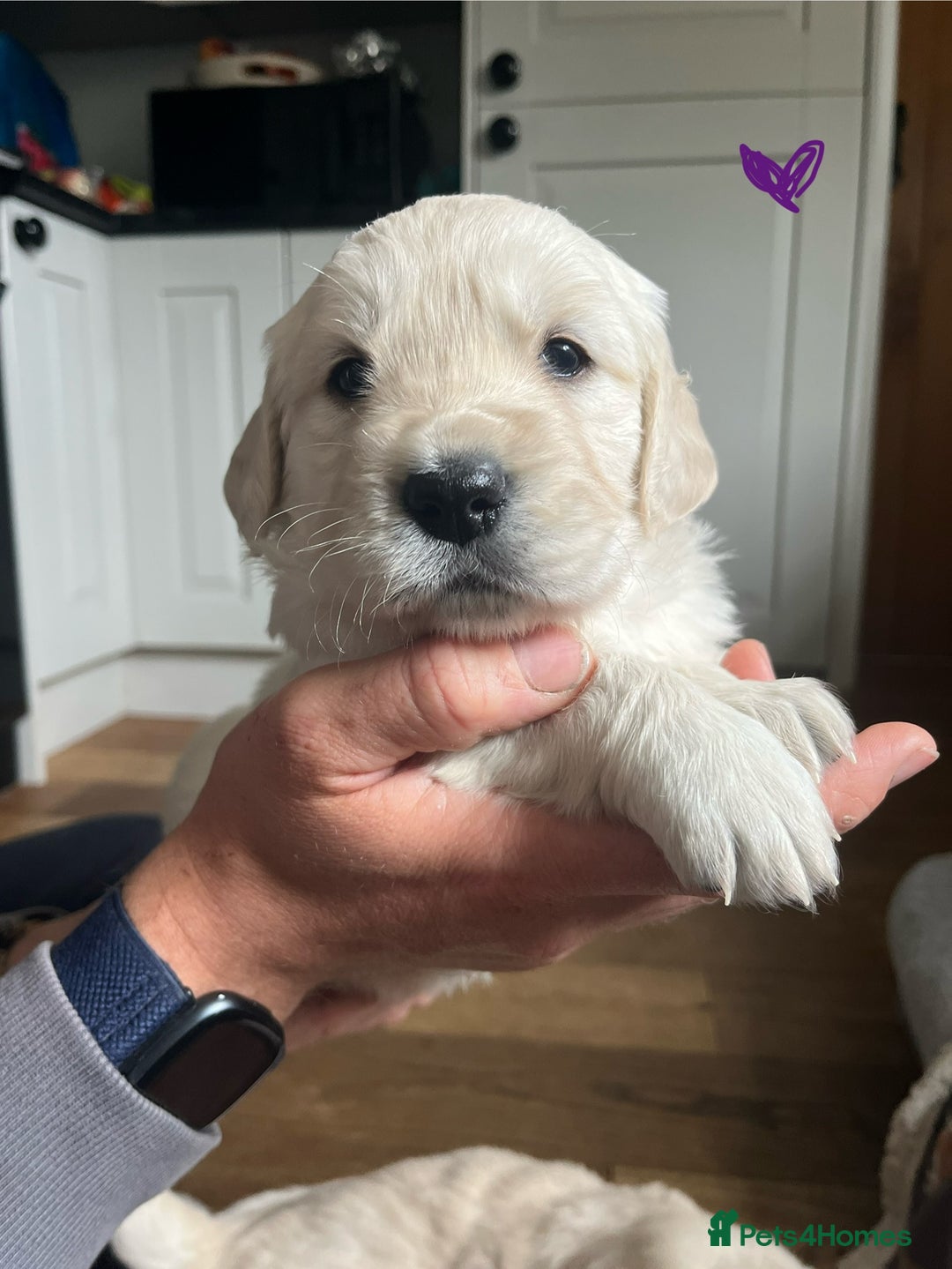 Golden Retriever dogs for sale: 🐾Three stunning golden retriever puppies. 🐾 - Image 6