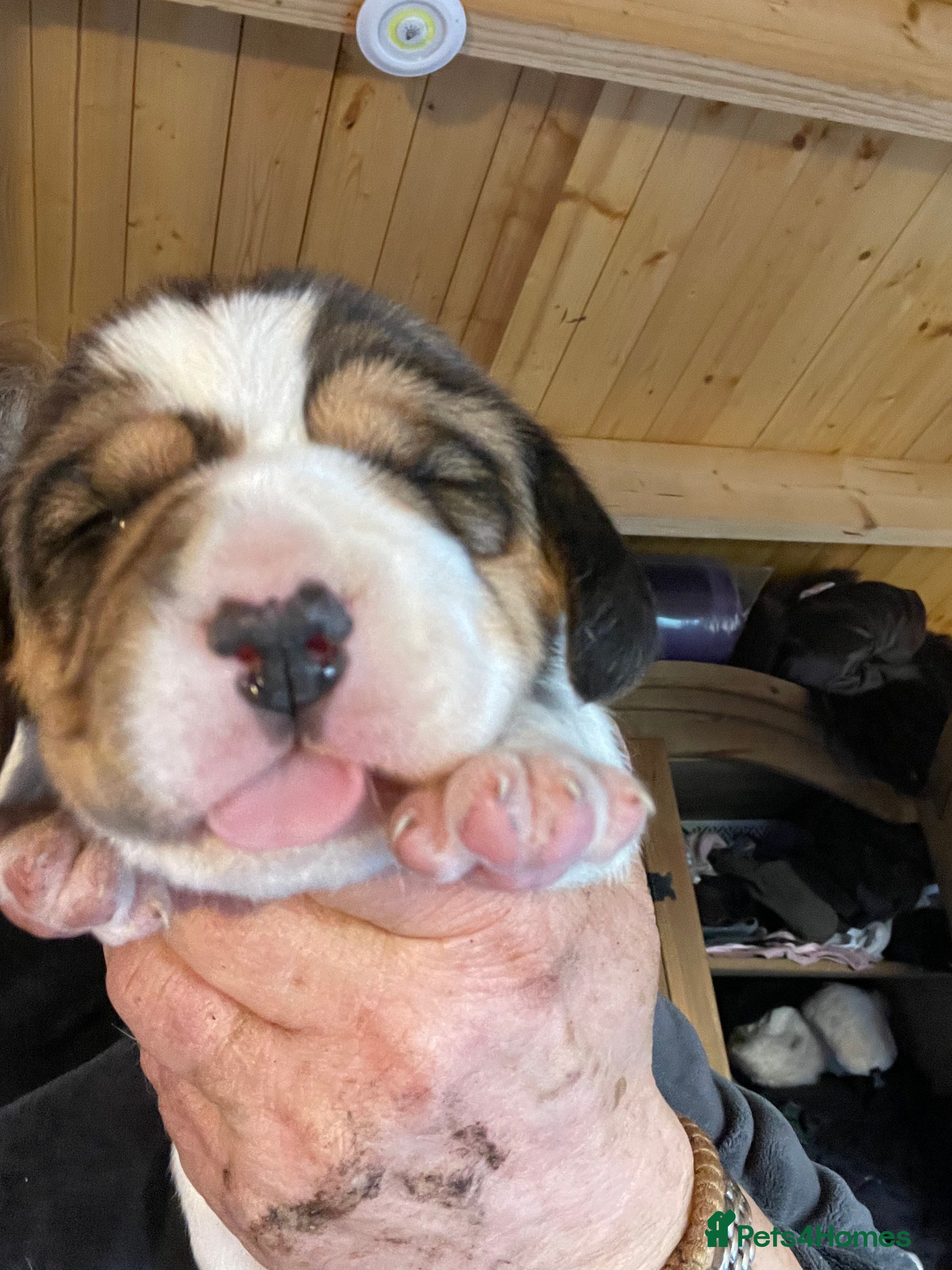 Beagle dogs TOP KC REG PUOS READY APRIL 5⭐️ lic  - Advert 10