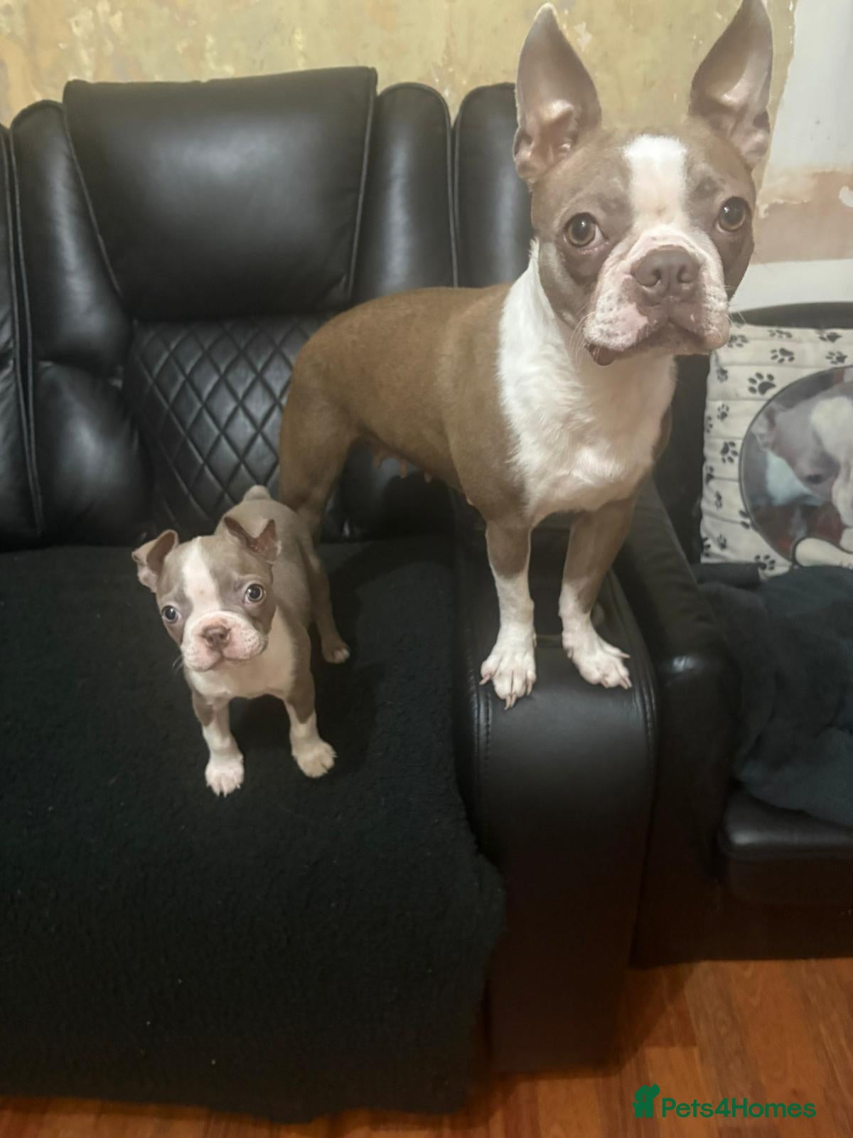 Boston Terrier dogs Stunning KC Champagne boston bitch for sale  - Advert 2
