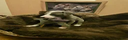 Whippet dogs for sale: Exquisite litter of whippet puppies  in Ormskirk - Advert 6