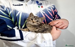 British Shorthair cats for sale: Stunning stripy British shorthair in Eastbourne - Image 14