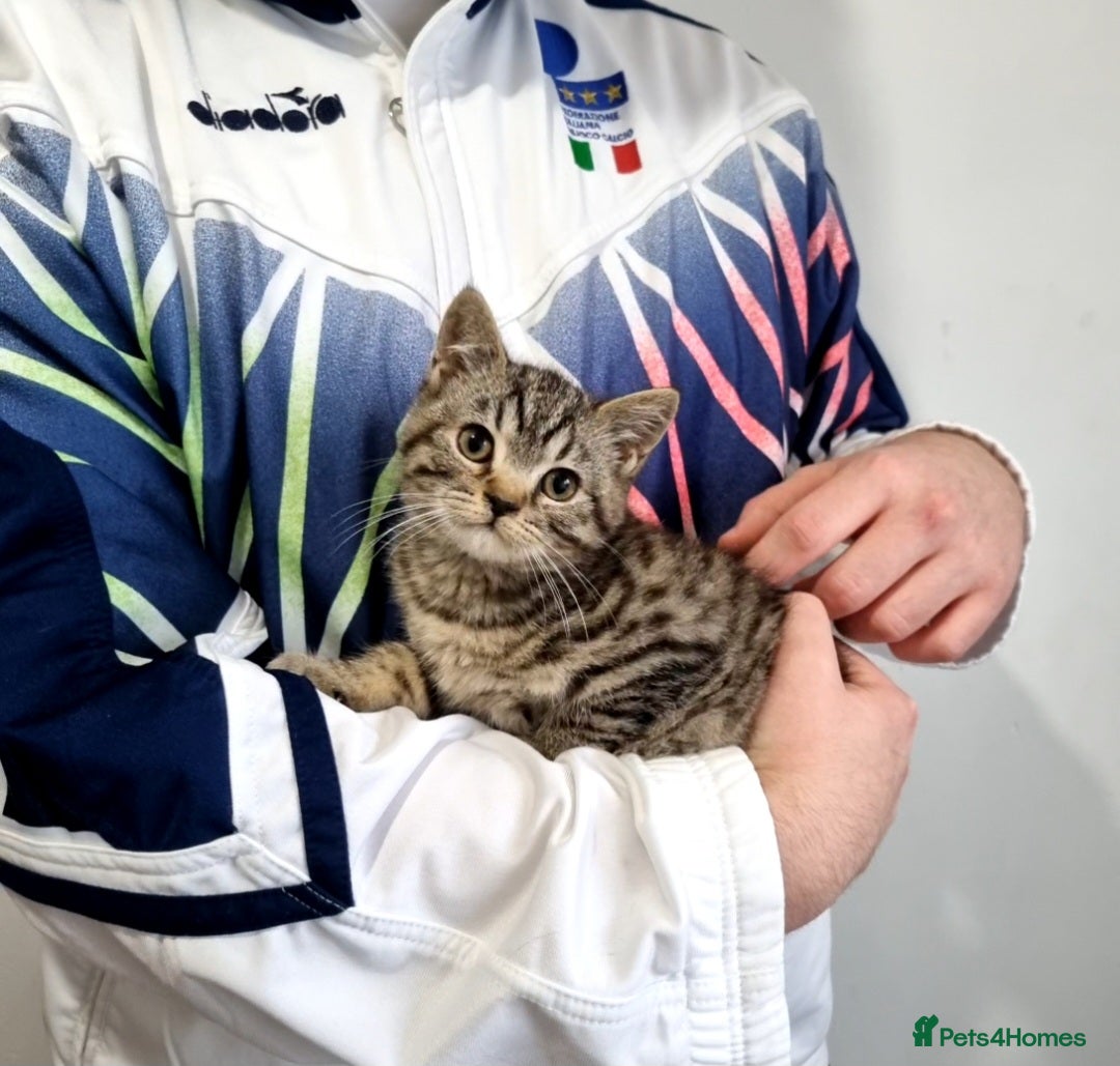 British Shorthair cats for sale: Stunning stripy British shorthair in Eastbourne - Image 14