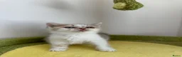 British Shorthair cats for sale: 🐻 Registered British Shorthair Kittens 🐻 - Advert 15