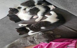 British Shorthair cats for sale: 4 cute kittens  - Image 5