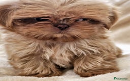 Shih Tzu dogs for sale: Ready now looking for their forever homes  - Image 5