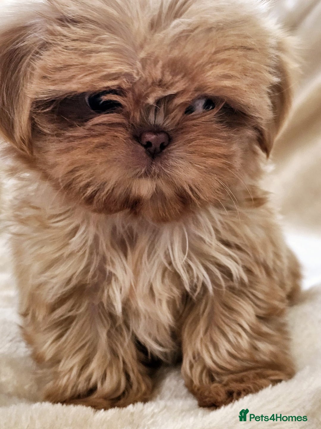 Shih Tzu dogs for sale: Ready now looking for their forever homes  - Image 5