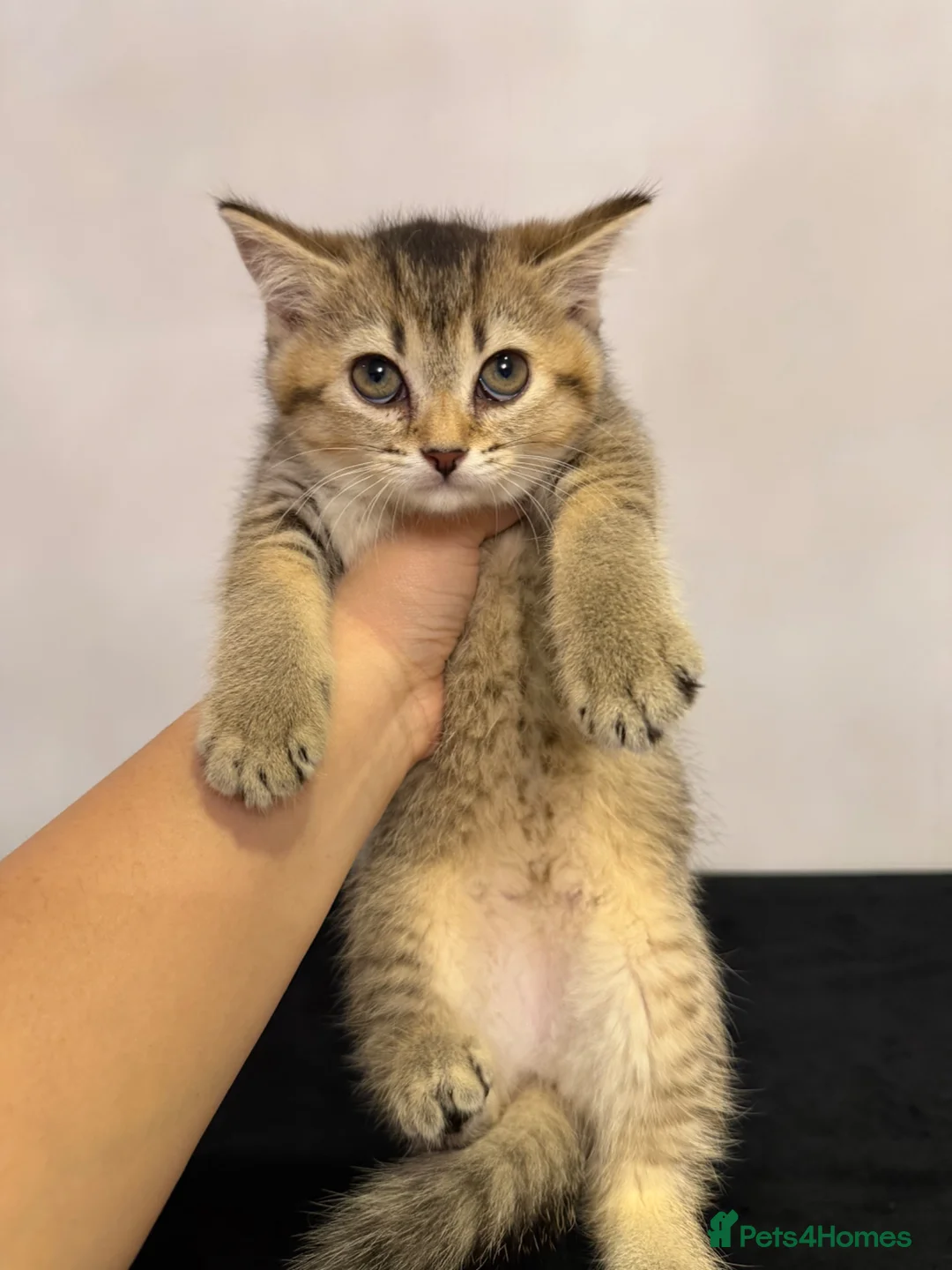 British Shorthair cats for sale: Stunning Golden British Shorthair girl is ready - Advert 2